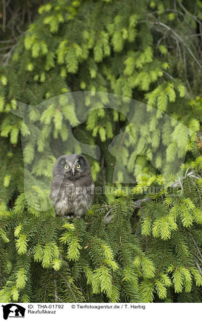 Raufukauz / boreal owl / THA-01792
