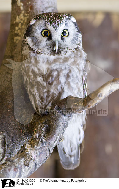 Raufukauz / boreal owl / HJ-03396