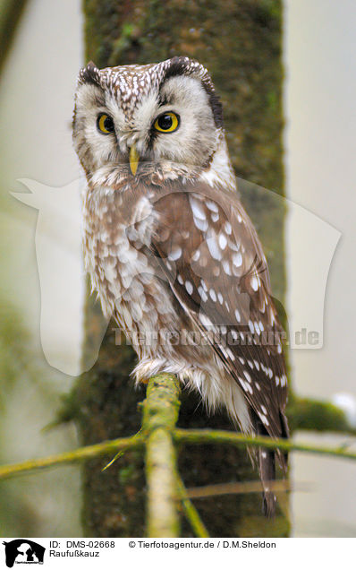 Raufukauz / boreal owl / DMS-02668