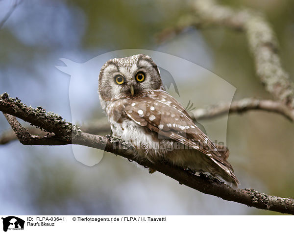 Raufukauz / boreal owl / FLPA-03641