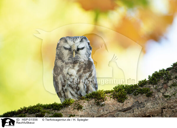 Rauhfukauz / Boreal Owl / HSP-01556