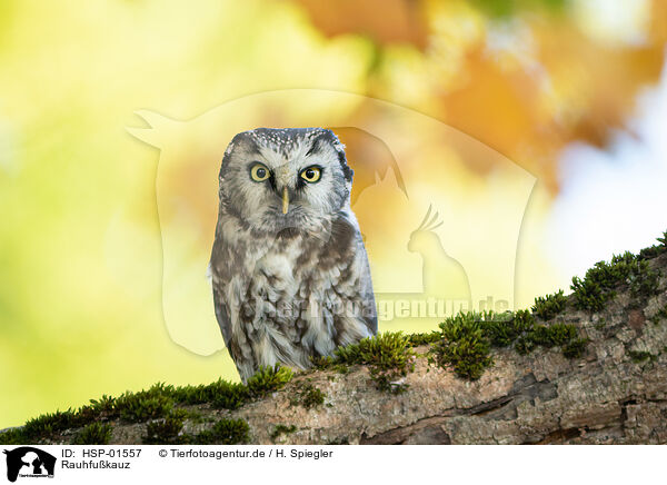Rauhfukauz / Boreal Owl / HSP-01557