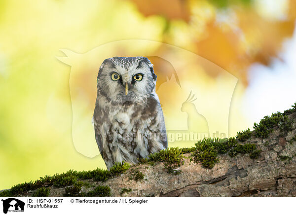 Rauhfukauz / Boreal Owl / HSP-01557