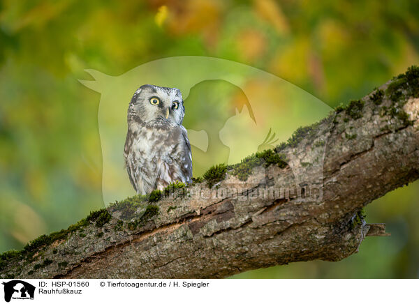 Rauhfukauz / Boreal Owl / HSP-01560