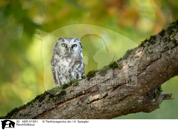 Rauhfukauz / Boreal Owl / HSP-01561