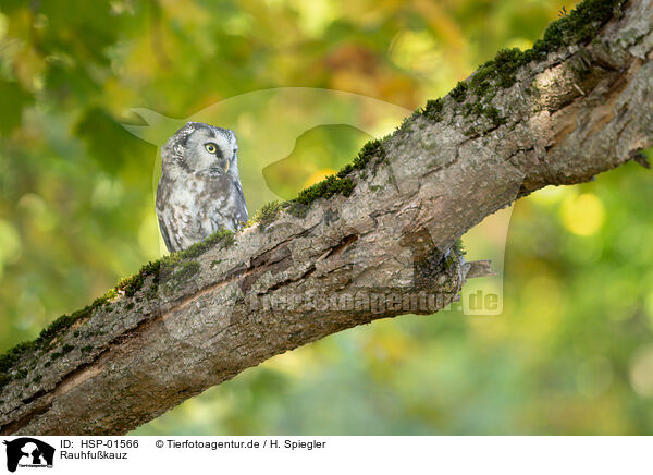 Rauhfukauz / Boreal Owl / HSP-01566