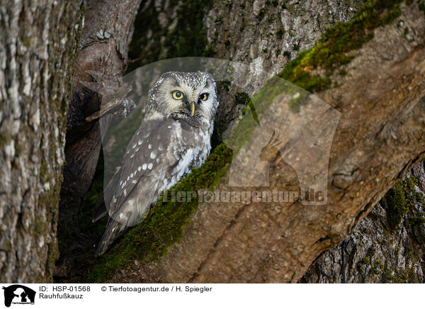 Rauhfukauz / Boreal Owl / HSP-01568
