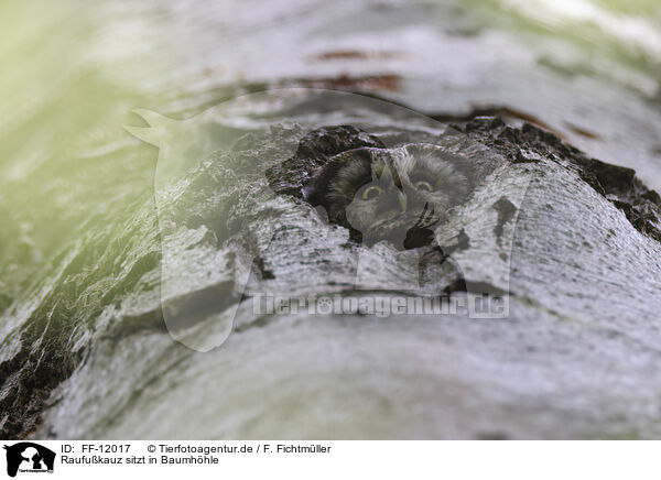 Raufukauz sitzt in Baumhhle / Tengmalm's owl sitting in tree hollow / FF-12017