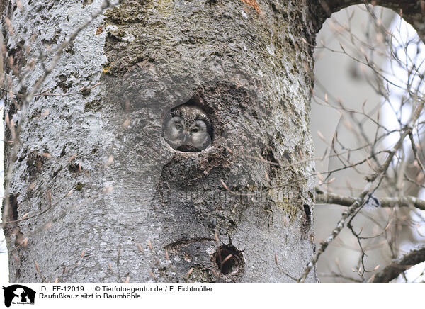 Raufukauz sitzt in Baumhhle / Tengmalm's owl sitting in tree hollow / FF-12019