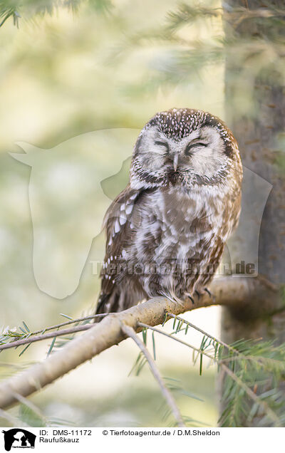 Raufukauz / Boreal owl / DMS-11172