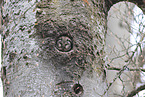 Raufußkauz sitzt in Baumhöhle