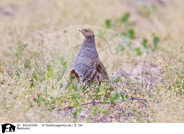Rebhuhn / partridge / SO-02394