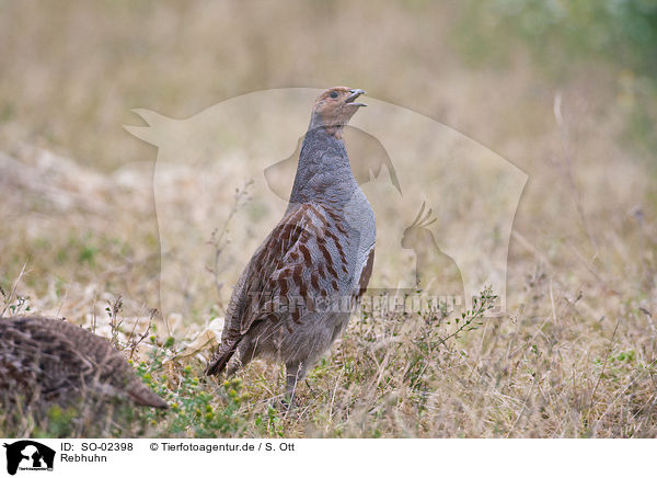 Rebhuhn / partridge / SO-02398