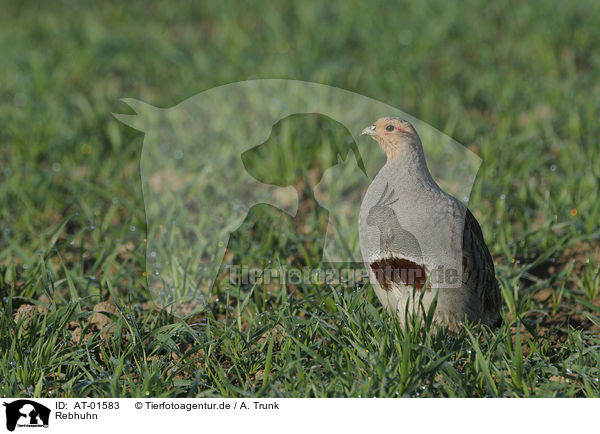 Rebhuhn / partridge / AT-01583
