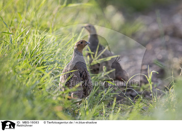 Rebhhner / partridges / MBS-16083