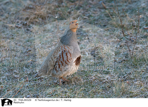 Rebhuhn / partridge / THA-06329