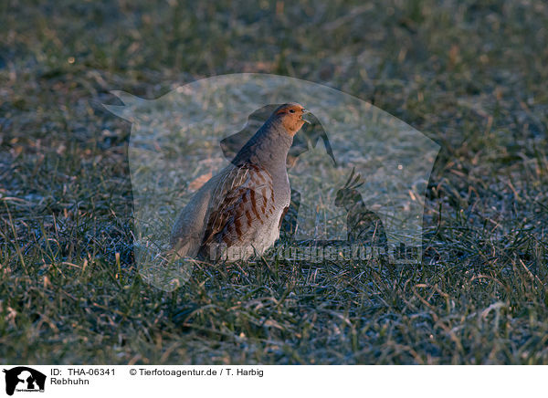 Rebhuhn / partridge / THA-06341