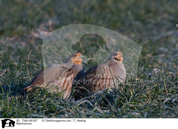 Rebhhner / partridges / THA-06357