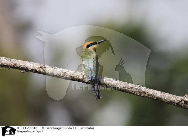 Regenbogenspint / pin-tailed bee-eater / FF-16645