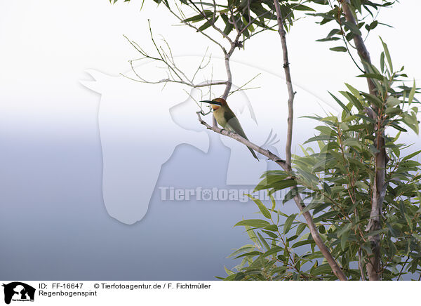 Regenbogenspint / pin-tailed bee-eater / FF-16647