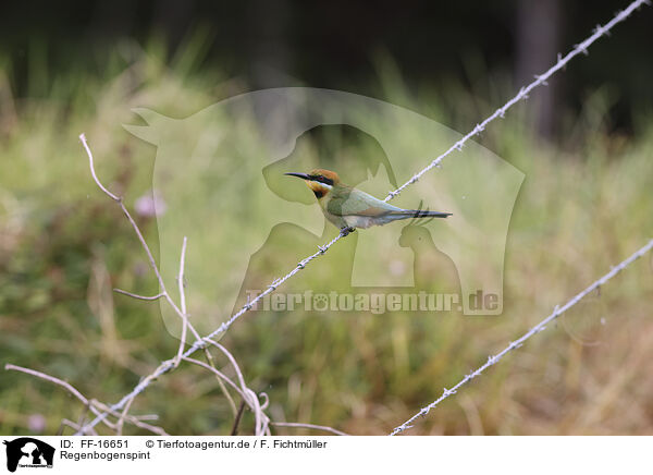 Regenbogenspint / pin-tailed bee-eater / FF-16651