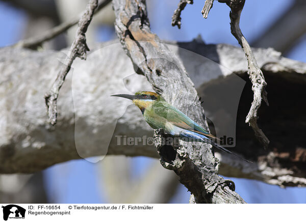 Regenbogenspint / pin-tailed bee-eater / FF-16654