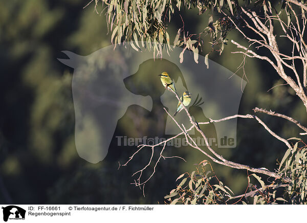 Regenbogenspint / pin-tailed bee-eater / FF-16661