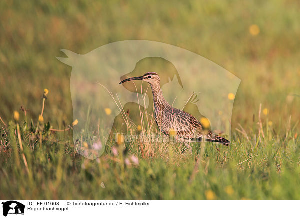 Regenbrachvogel / FF-01608