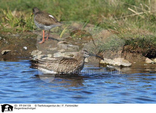 Regenbrachvgel / whimbrels / FF-04139