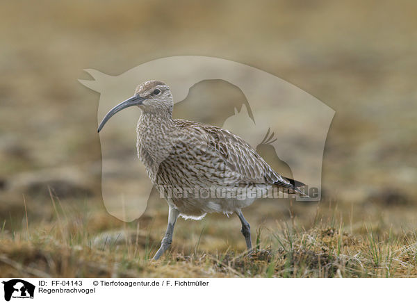 Regenbrachvogel / whimbrel / FF-04143
