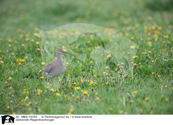 stehender Regenbrachvogel / standing Whimbrel / MBS-19355