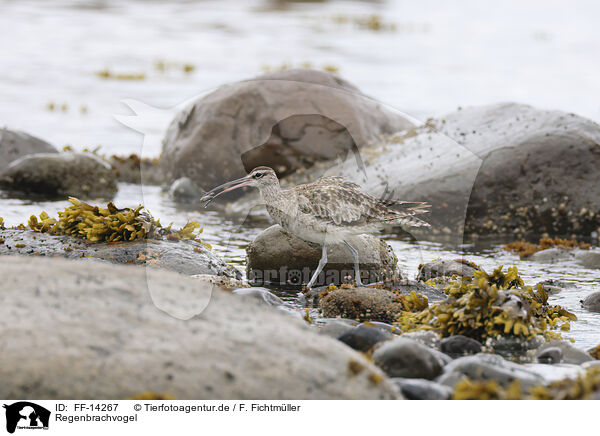 Regenbrachvogel / whimbrel / FF-14267