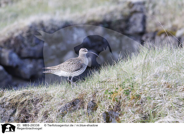 Regenbrachvogel / whimbrel / MBS-28338