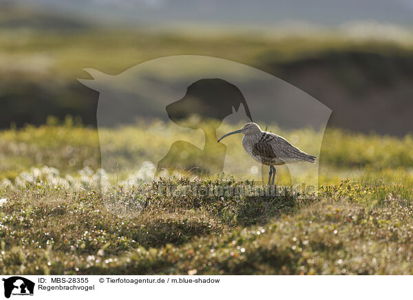 Regenbrachvogel / MBS-28355
