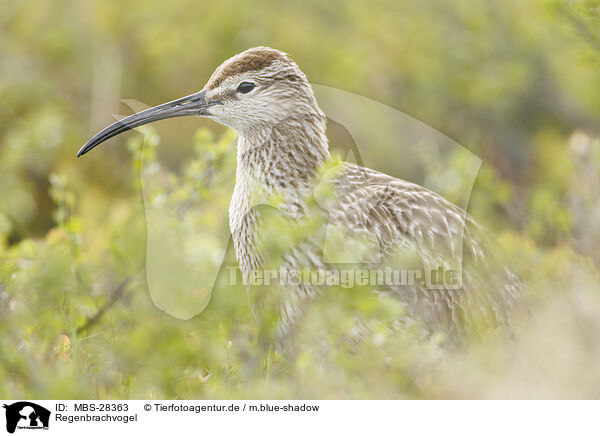 Regenbrachvogel / MBS-28363