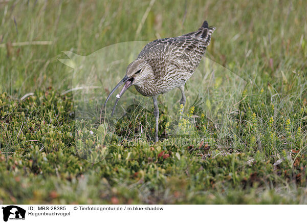Regenbrachvogel / whimbrel / MBS-28385