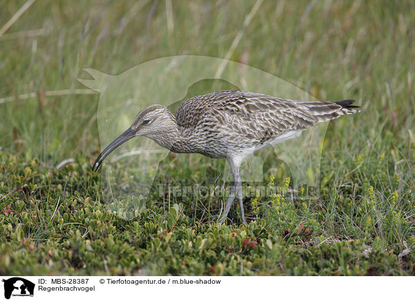 Regenbrachvogel / whimbrel / MBS-28387