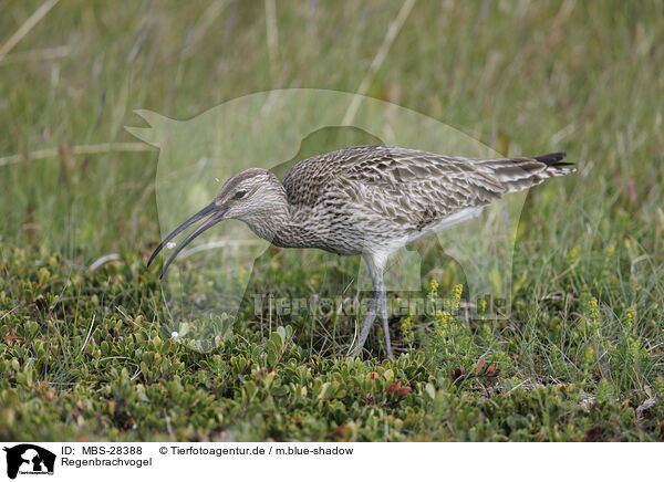 Regenbrachvogel / whimbrel / MBS-28388