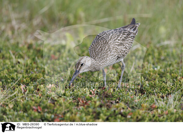 Regenbrachvogel / whimbrel / MBS-28390