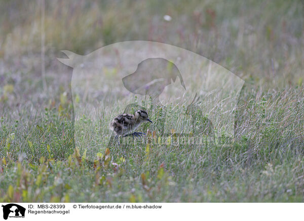 Regenbrachvogel / whimbrel / MBS-28399