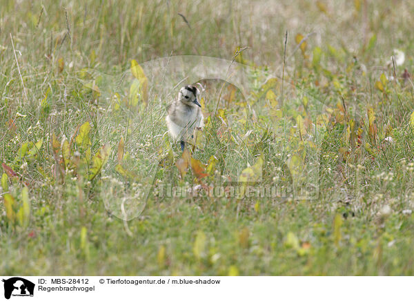 Regenbrachvogel / whimbrel / MBS-28412