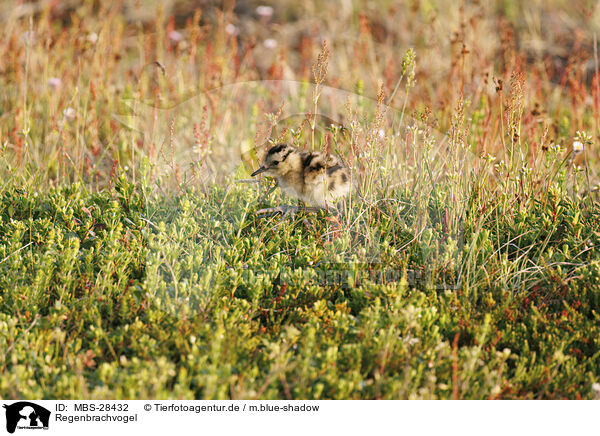 Regenbrachvogel / whimbrel / MBS-28432