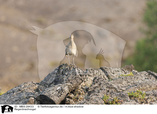 Regenbrachvogel / whimbrel / MBS-28433