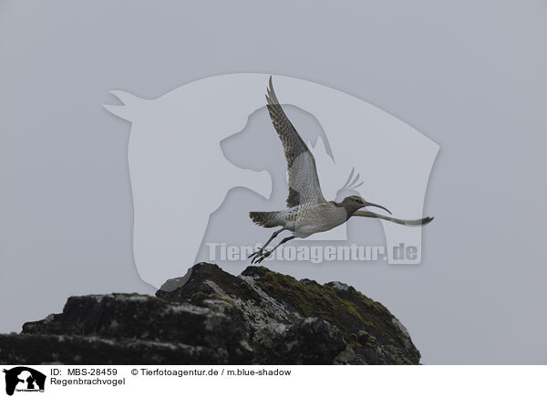 Regenbrachvogel / whimbrel / MBS-28459