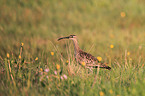 Regenbrachvogel