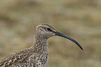 Regenbrachvogel