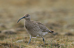 Regenbrachvogel