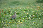 stehender Regenbrachvogel