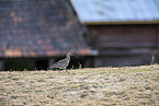 Regenbrachvogel