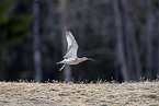 Regenbrachvogel